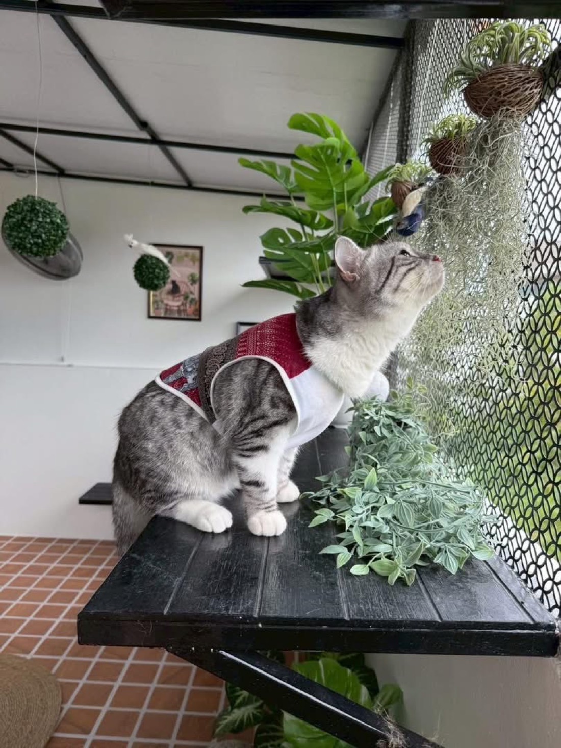 น้องแมวนั่งริมระเบียงชมวิว